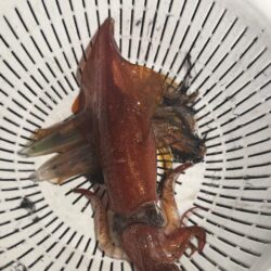 ヒイカ、ケンサキイカ三人で181杯