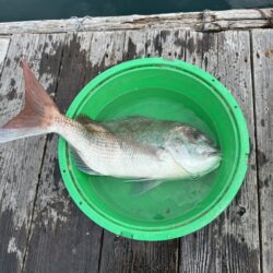 チヌ釣り