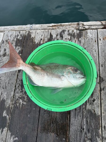 チヌ釣り