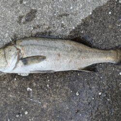 まるまる太いセイゴが釣れました