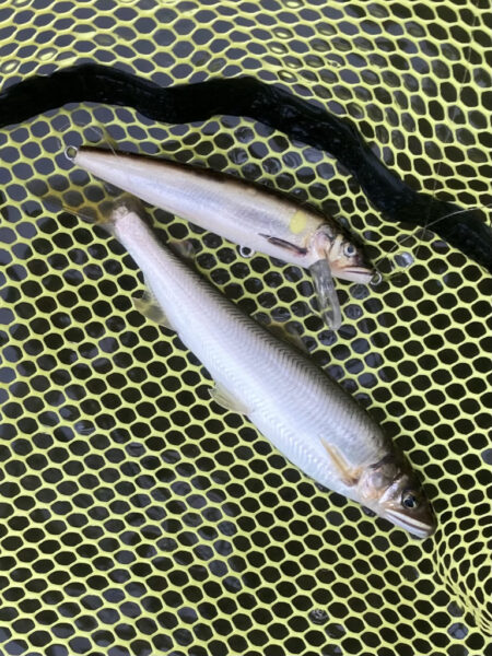 潮鮎攻略！汽水域アユイング