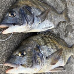 チヌ２枚釣れました！