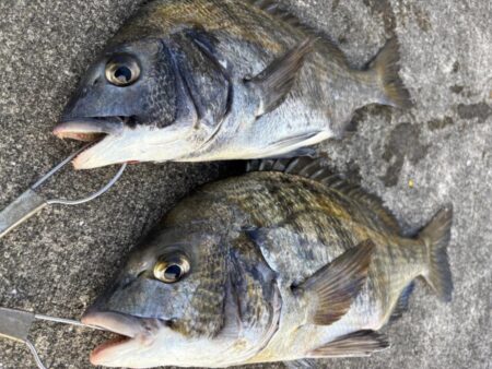 チヌ２枚釣れました！