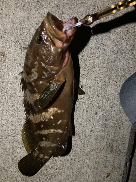 夜アコウ