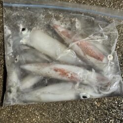 今年のケンサキイカ釣行はひとまず終わり