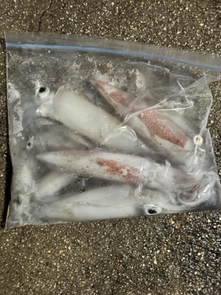 今年のケンサキイカ釣行はひとまず終わり