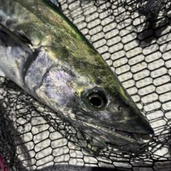 サワラが釣れました
