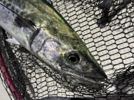 サワラが釣れました