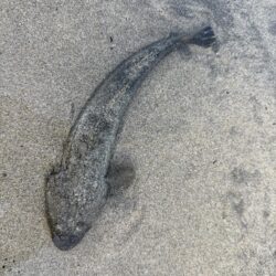 御宿、ちょい投げ