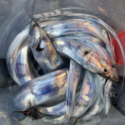 朝マズメの太刀魚調査