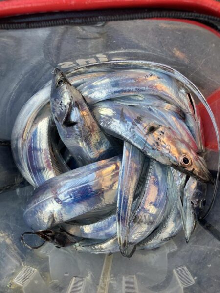 朝マズメの太刀魚調査