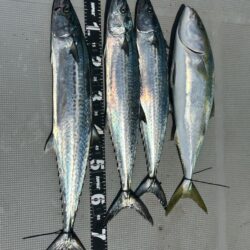 サワラキャスティング