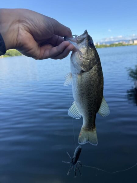 よく釣れたよ😁