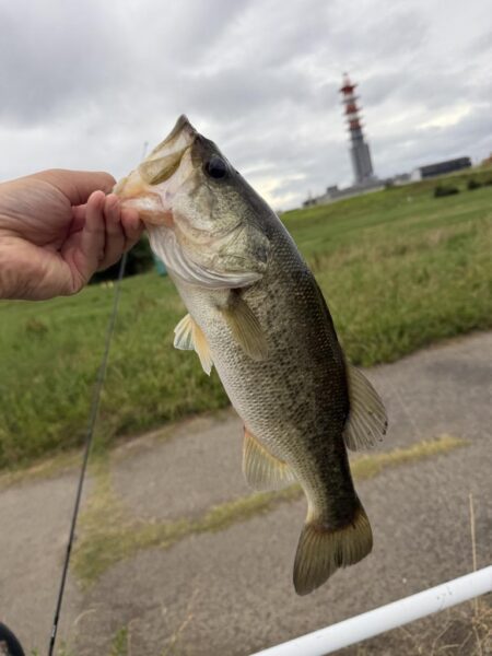 久しぶりに良いサイズ