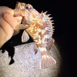 アジングの後にガシリング