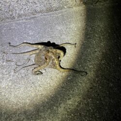 エギングとは？🐙