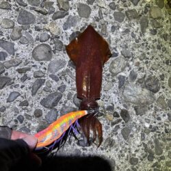 タチウオ釣り