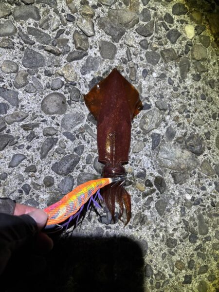 タチウオ釣り