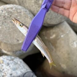 エギング釣査