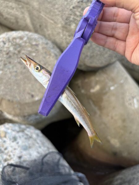 エギング釣査