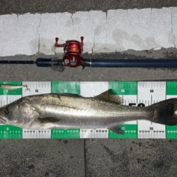 トップウォーターシーバス釣り『ガボッ』〜いわき市〜