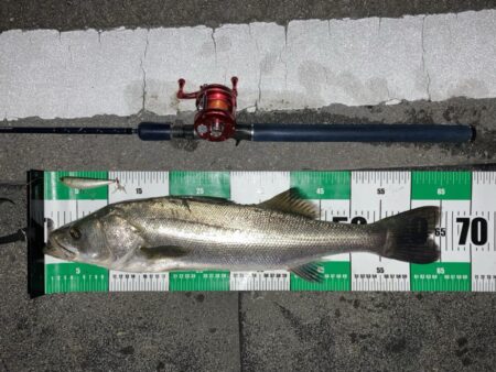 トップウォーターシーバス釣り『ガボッ』〜い…