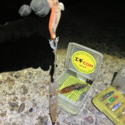 ヒイカ、ケンサキのライトエギング(^^)