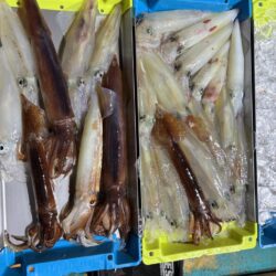 今期5回目イカメタル