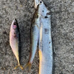 今シーズン初太刀魚&カマス