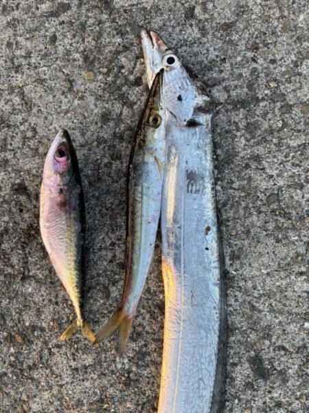 今シーズン初太刀魚&カマス