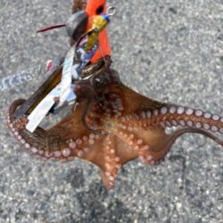 本日で、タコ終わり！