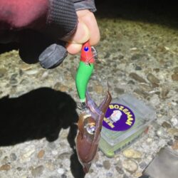 まだまだケンサキ🦑釣れます(^.^)