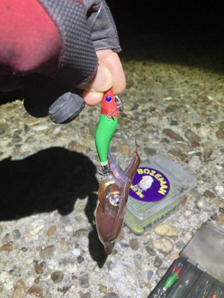 まだまだケンサキ🦑釣れます(^.^)
