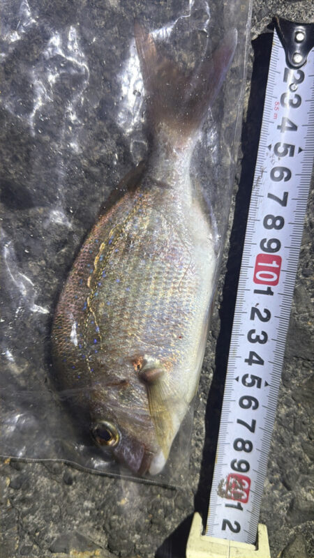 カゴ釣り