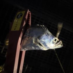 これから楽しみ！