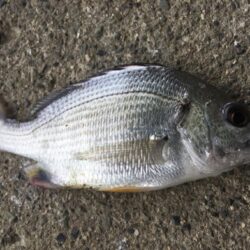 エビ探し