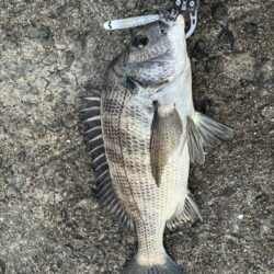 日にムラあり、時合い短かし