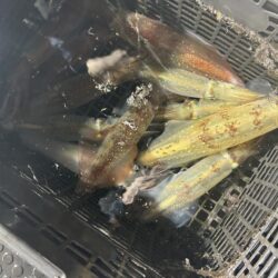 今期最後のイカメタル