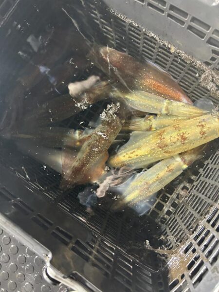今期最後のイカメタル