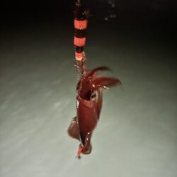 リベンジ成功？
