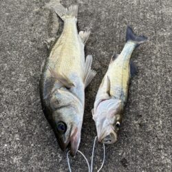 エビ撒きでアタリ多い釣行でした