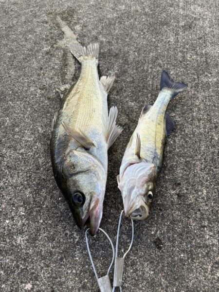エビ撒きでアタリ多い釣行でした