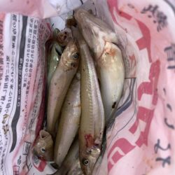 白鱚釣り