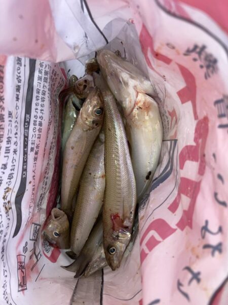 白鱚釣り