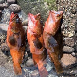 青物、根魚狙い
