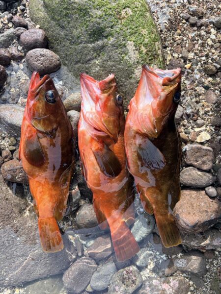 青物、根魚狙い