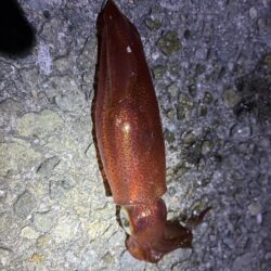 釣れました