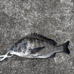 朝マヅメからエビ撒き