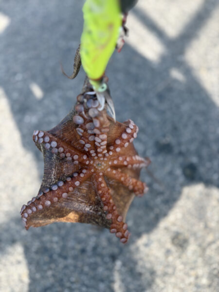 まだ、いけるかな?