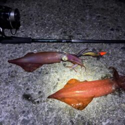 魚種がふえました